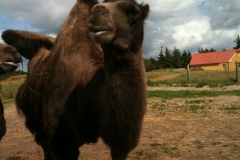 Blåvand Zoo