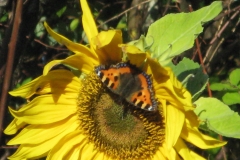 Blomster