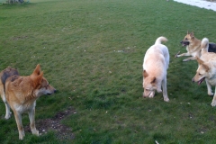 Hunde